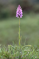 Dactylorhiza maculata